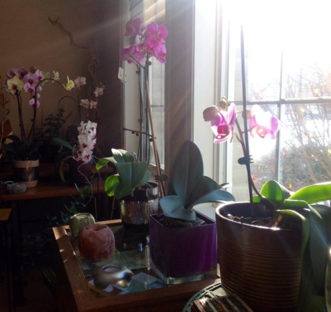 Orchids in winter