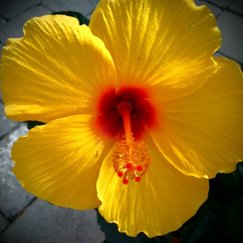 IMG_20150814_193130_edit